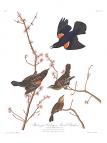 Red-winged Blackbird